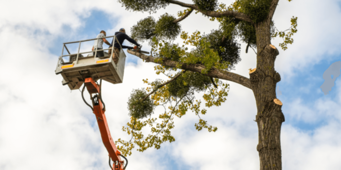 Certified tree trimmer enhancing tree health and appearance in Abilene, Texas.