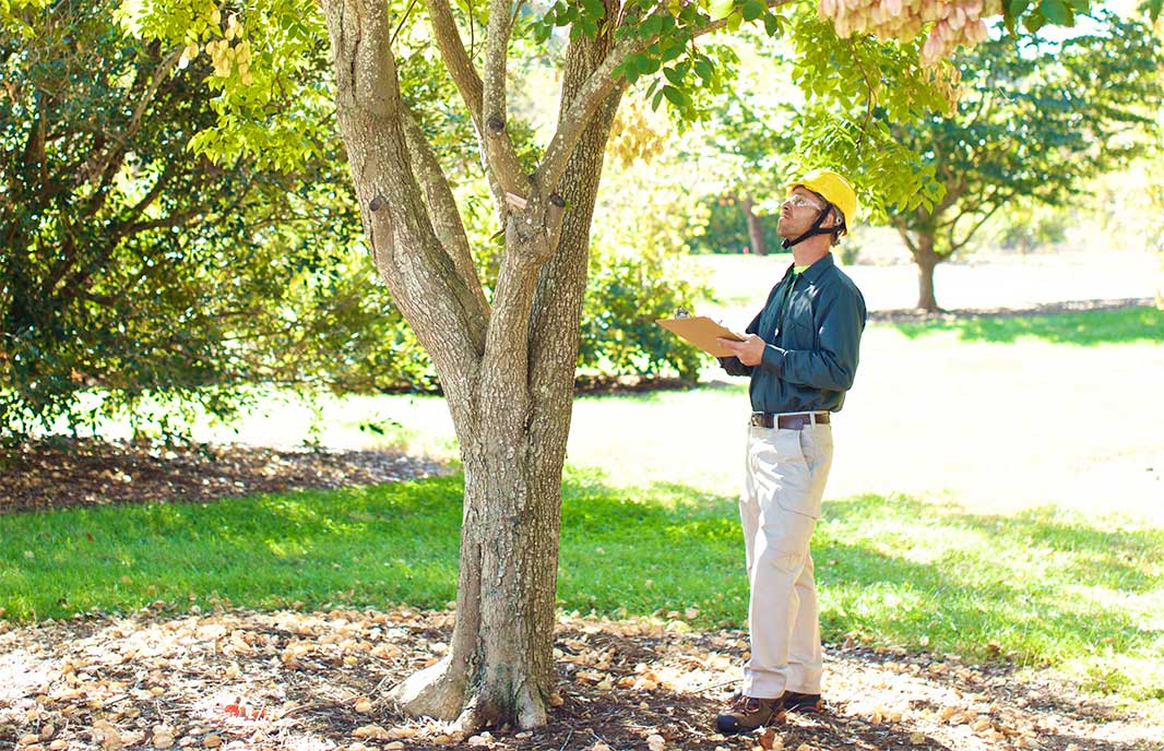 Your go-to tree trimming specialists in Abilene TX - promoting tree longevity and beauty.