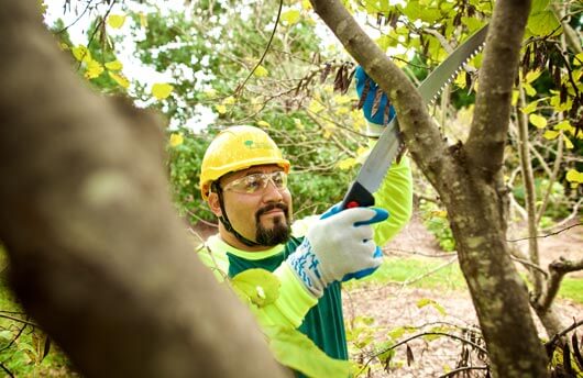 Quality tree care: Trimming and shaping services in Abilene by experienced professionals.