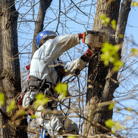 Enhance your landscape with our skilled tree trimmers in Abilene, Texas.
