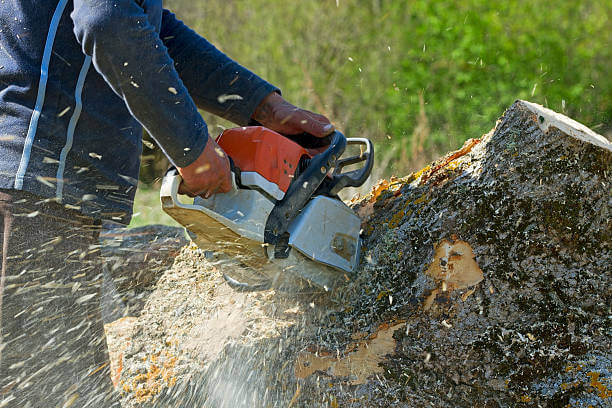 Professional tree cutter ensuring safe and effective tree removal services in Abilene TX