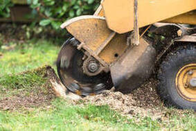 Stump grinding in Abilene, TX - powerful machine efficiently removing tree stumps.