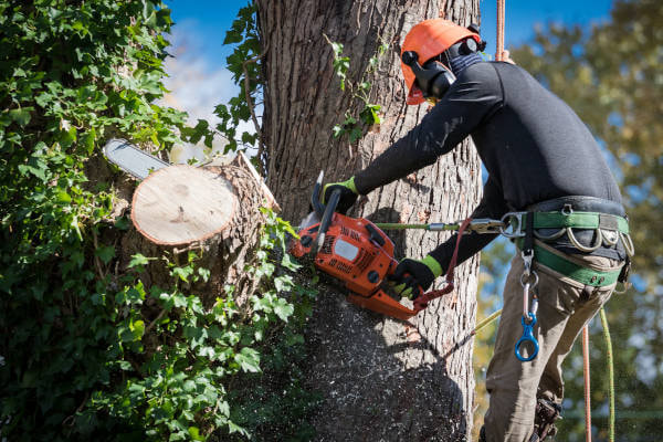 Certified arborist safely using a chainsaw to perform precise tree cutting and removal as part of our expert tree service.