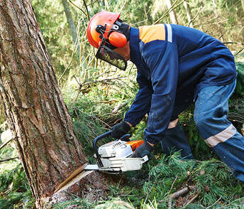 Precise and efficient tree removal with a chainsaw – serving Abilene, Texas.