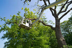 Professional tree trimming services in Abilene TX - skilled arborist shaping and pruning.